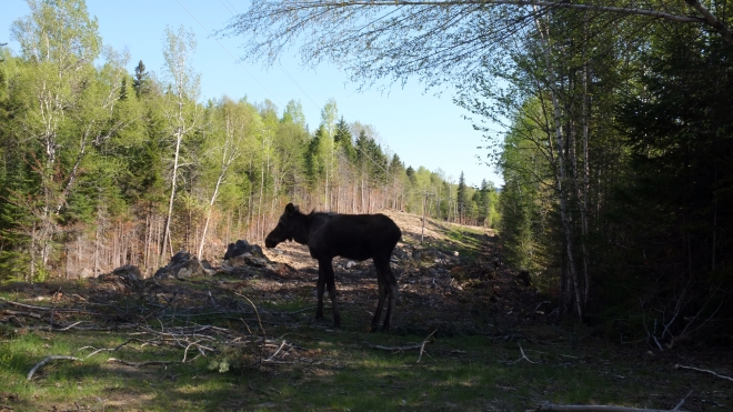 We had to slowly walk by this young moose to continue on the trail while also keeping an eye out for the mother moose.